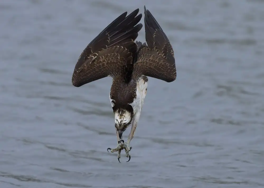 Chen, Johnny: Osprey diving