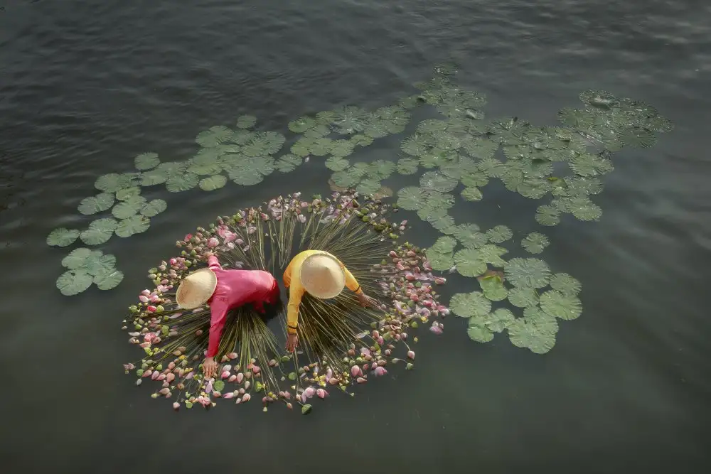 Herliyanto, Gatot: Lotus Harvest