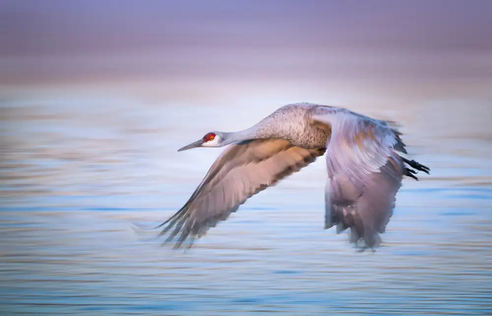 P., Ruiqing: Volo elegante