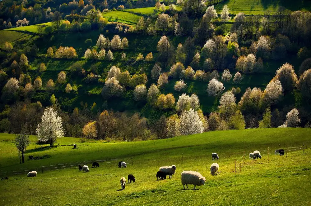 Uhrin, Milan: en un prado