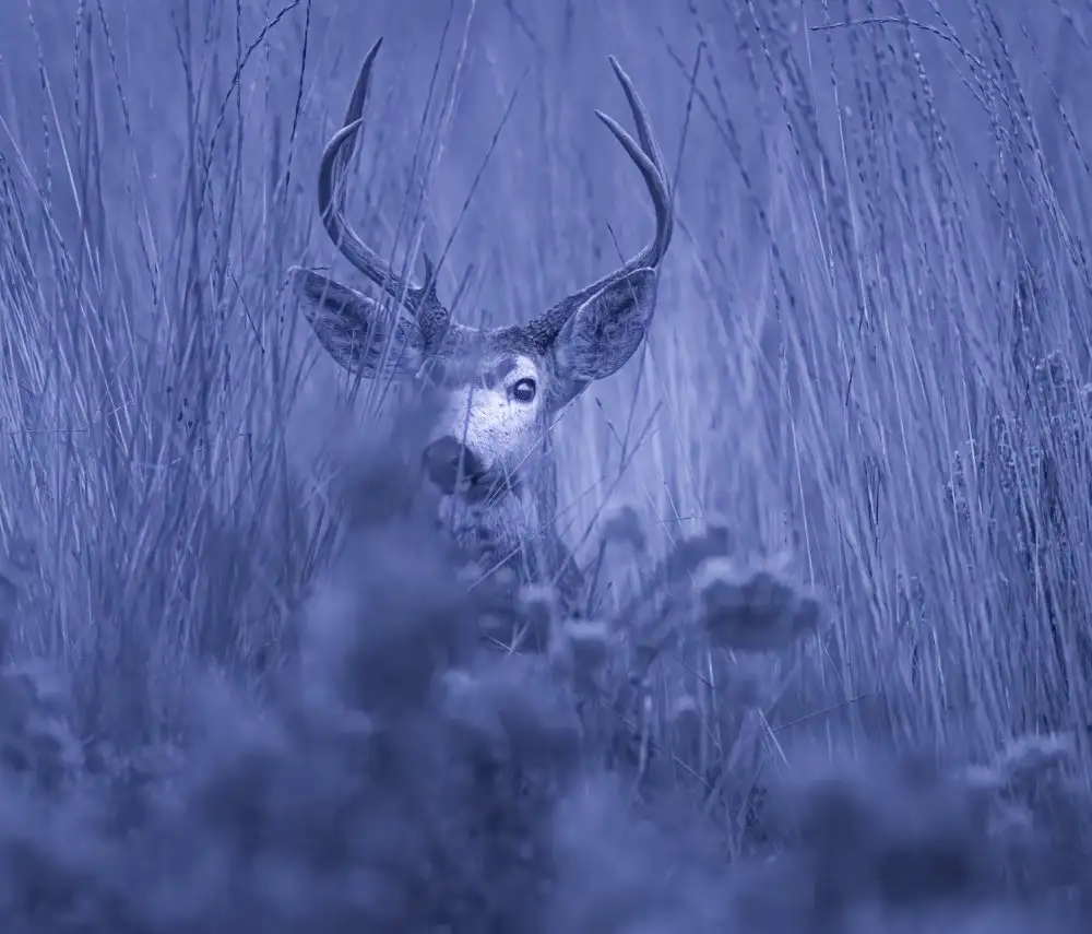 Tseng, Judy: winter night
