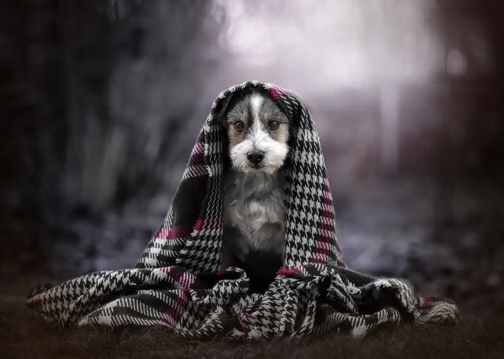 Heggemann, Christiane: il mio piccolo cane