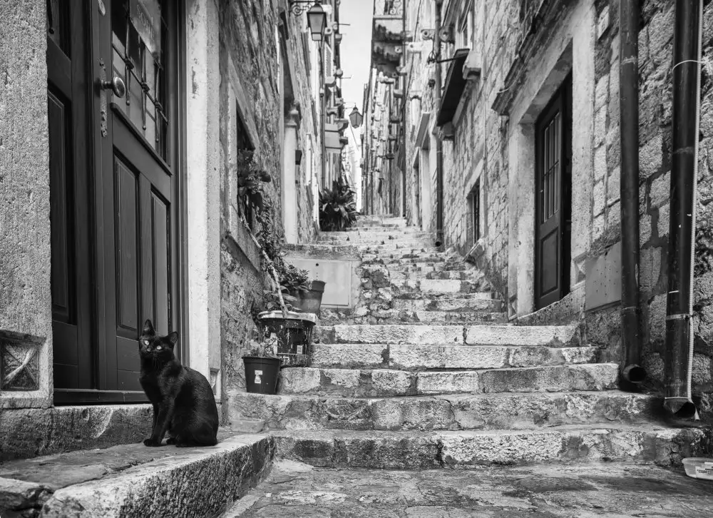 nedelcu, ian mihai: nobody home