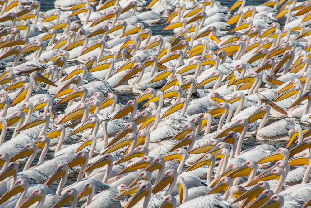 Rublina, Natalia: Pelican Parade
