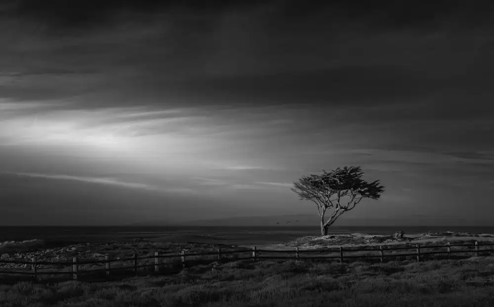 P., Ruiqing: El árbol solitario