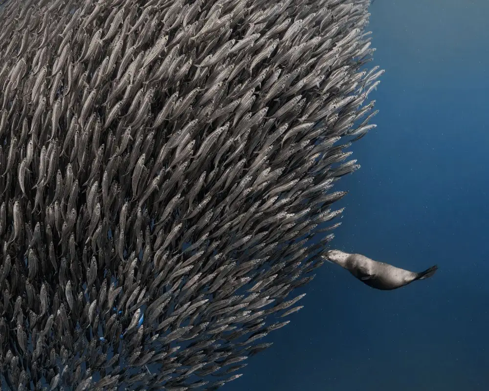 Lu, Jennifer: Hit the (fish) Wall