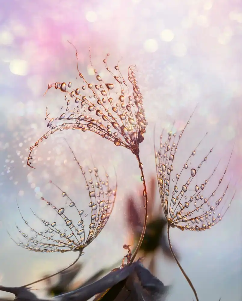 Markova, Tanya: macro