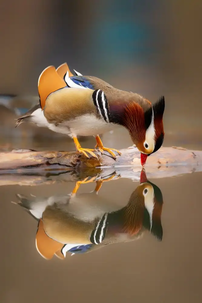 Wei, and Siyu: Quai mandarin,boisson et réflexion