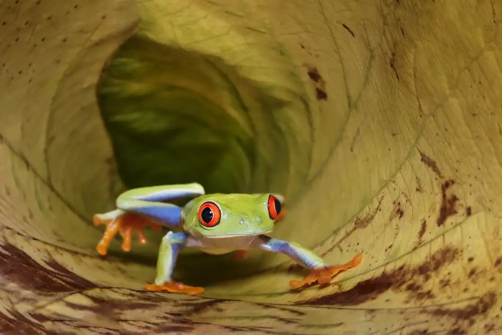 Herliyanto, Gatot: Red Eye Frogg