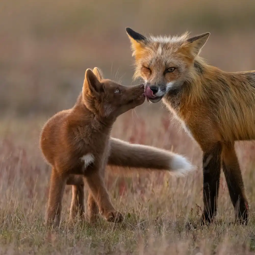 Huang, Johnson: Red Fox