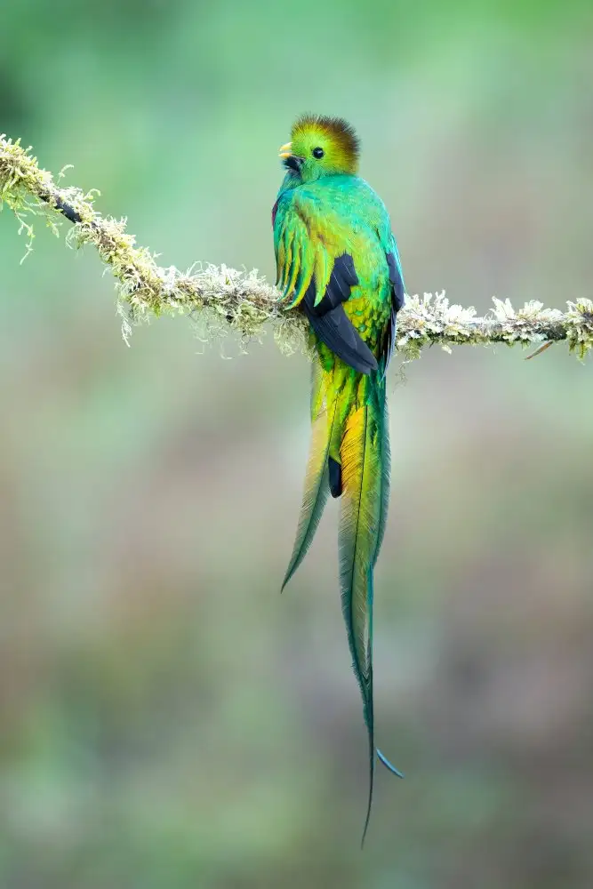 Zygmunt, Milan: Strahlender Quetzal