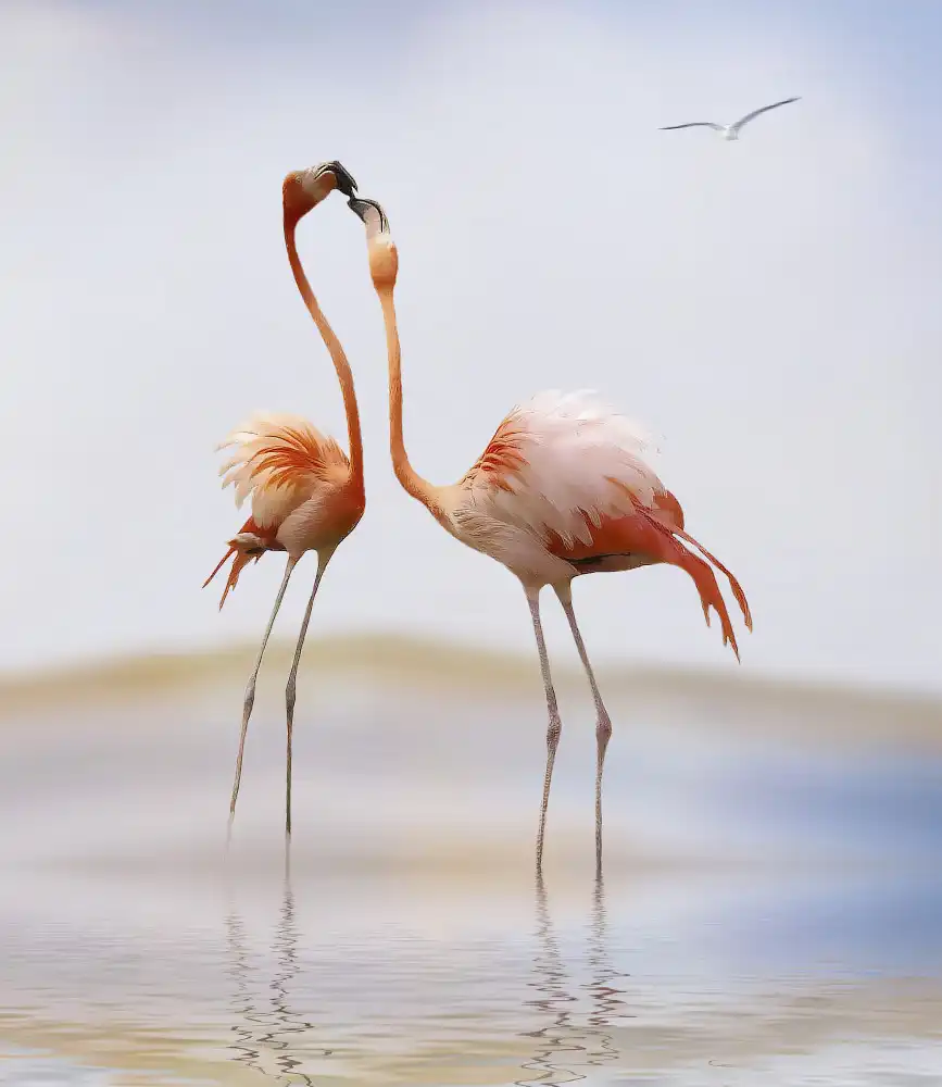 Cseresnjes, Anna: Flamingokuss