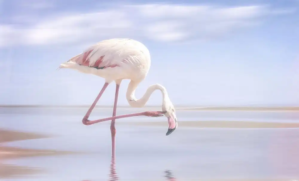Cseresnjes, Anna: Flamingo