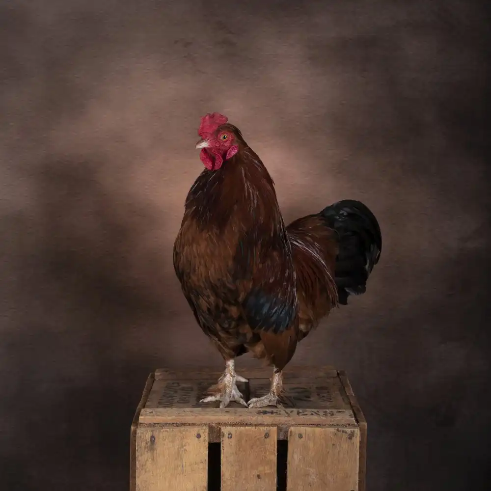 Wolbers, Louise: Rooster