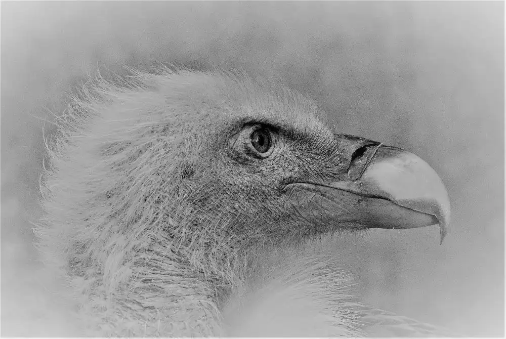 Andreescu, Cristian: Bald eagle