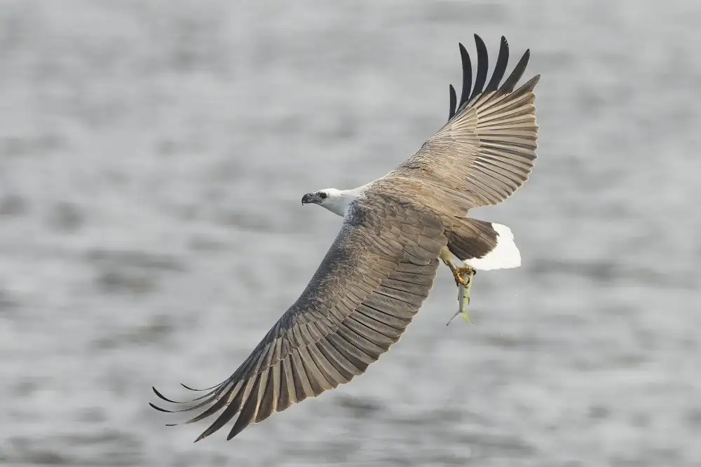 Mun, Lip Chong: White-bellied Sea Eagle Fishing