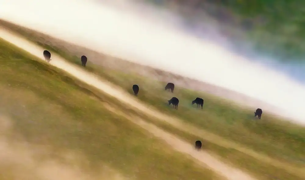 Qiu, Jenny: The Misty Grazing Land