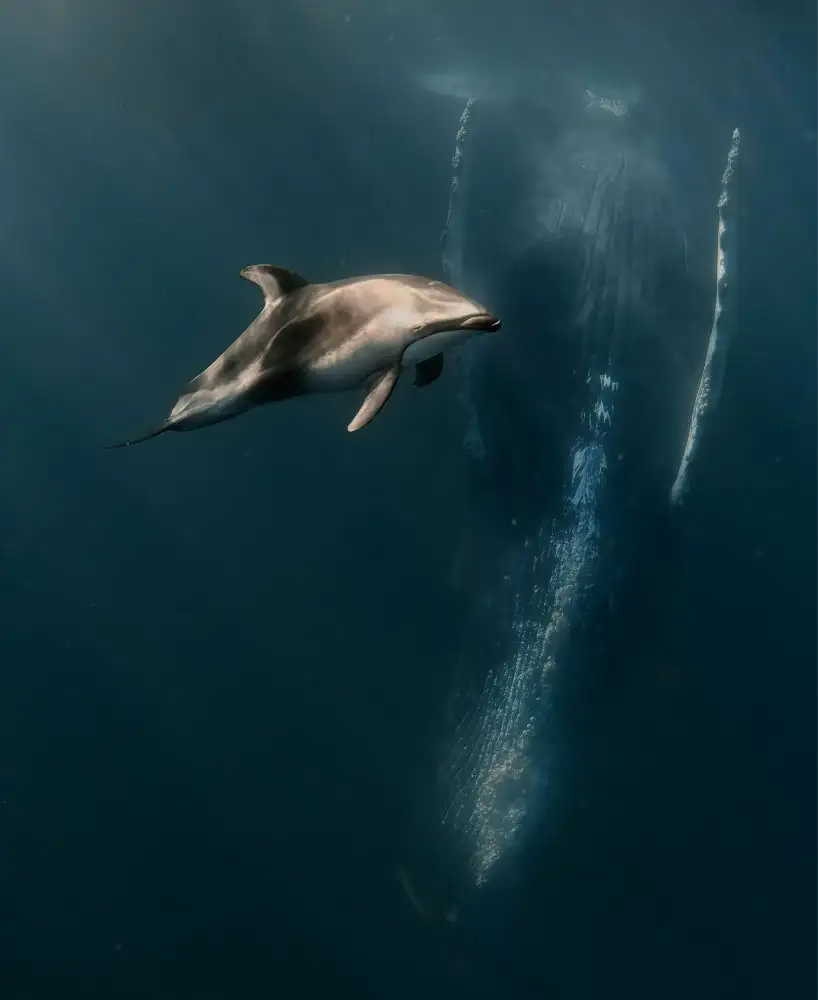 Lu, Jennifer: When Dophin meet whales ...