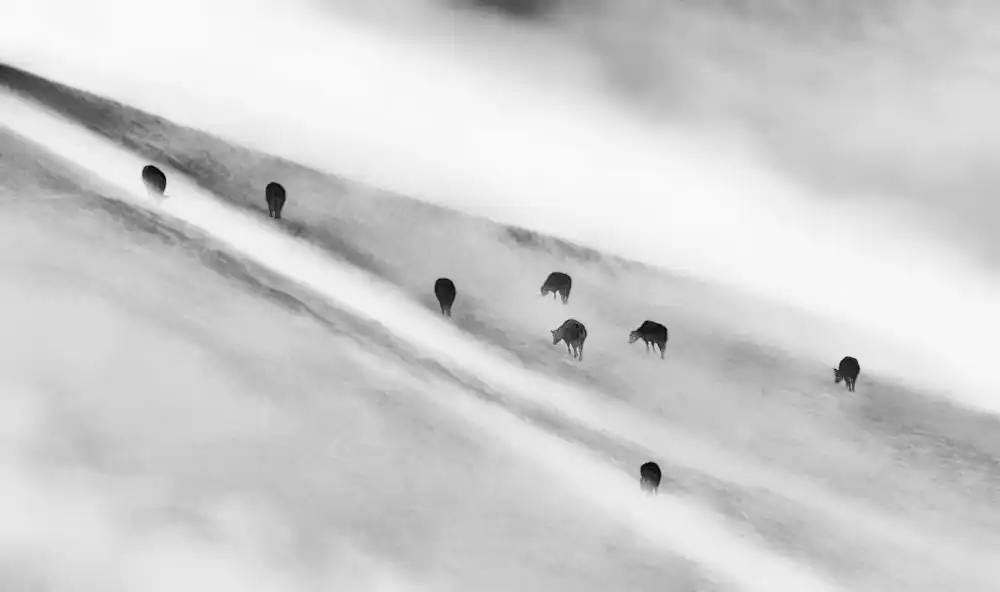 Qiu, Jenny: Cattle