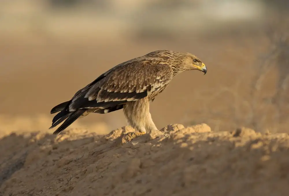 Waldmann, Shlomo: Aigle impérial