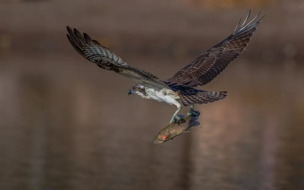 Huang, Johnson: Osprey and fish
