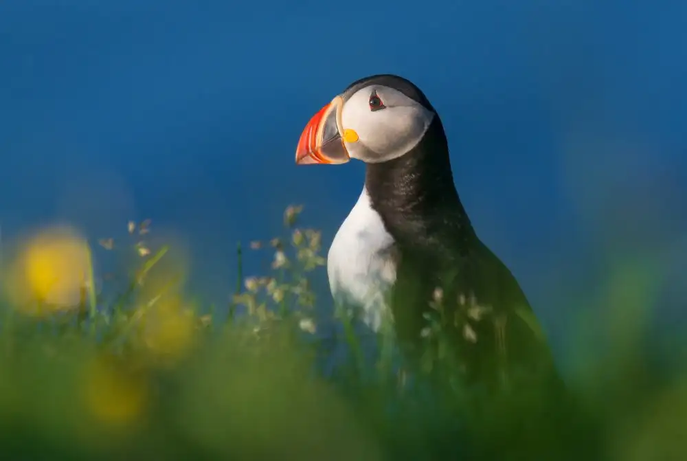 DB, YY: Macareux d'Islande