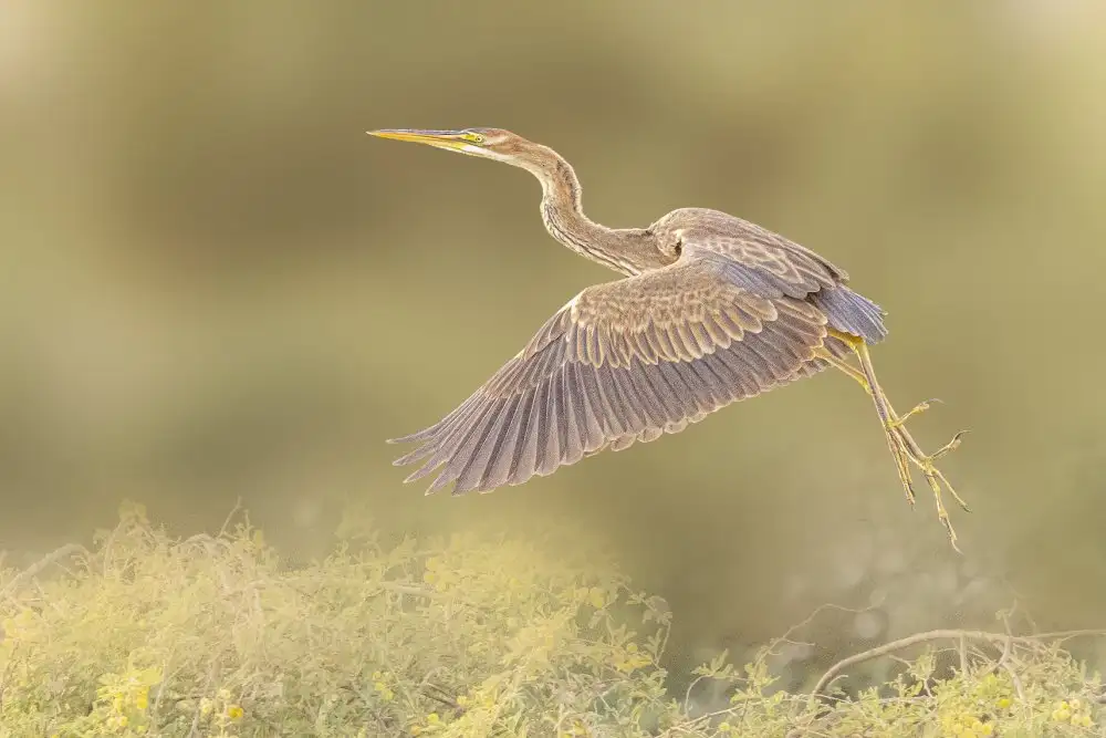 Ismail, Mohamed: Purple heron