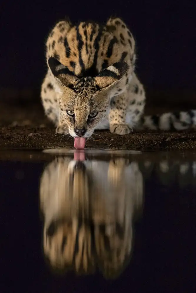 Eichelberg, Amnon: The serval