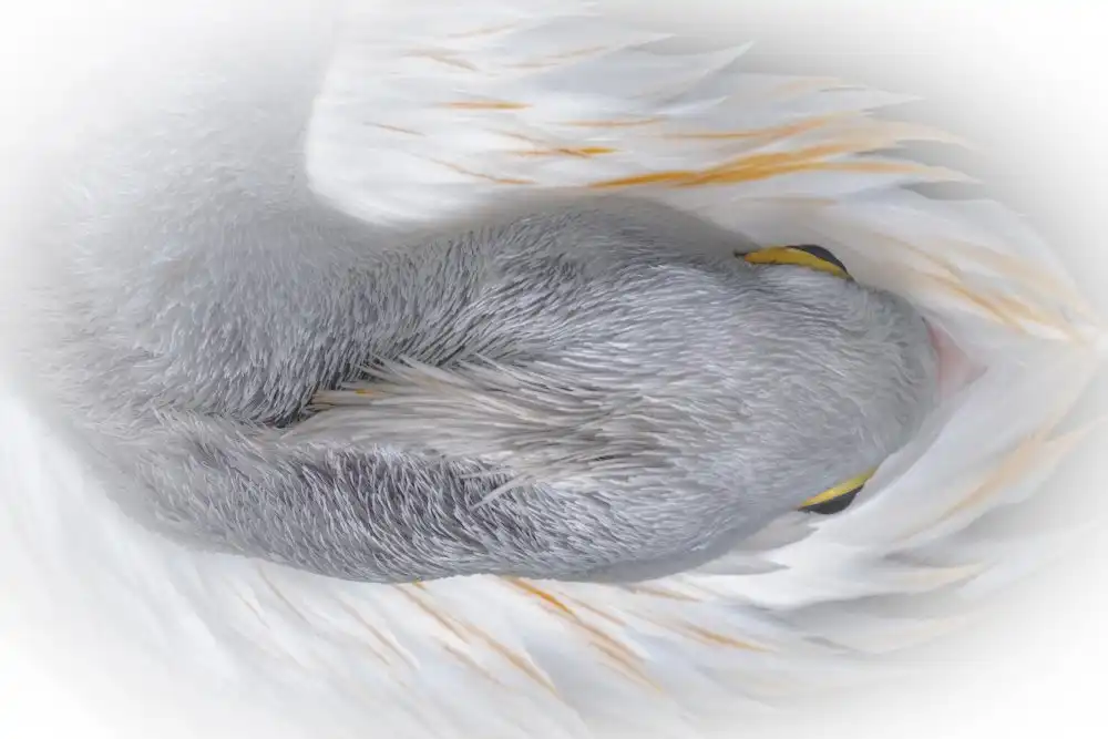 Widjaja, Sally: Weiße Gans