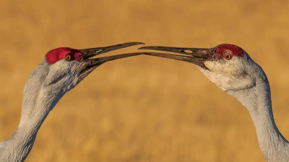 Xiao, Hanping: Il bacio