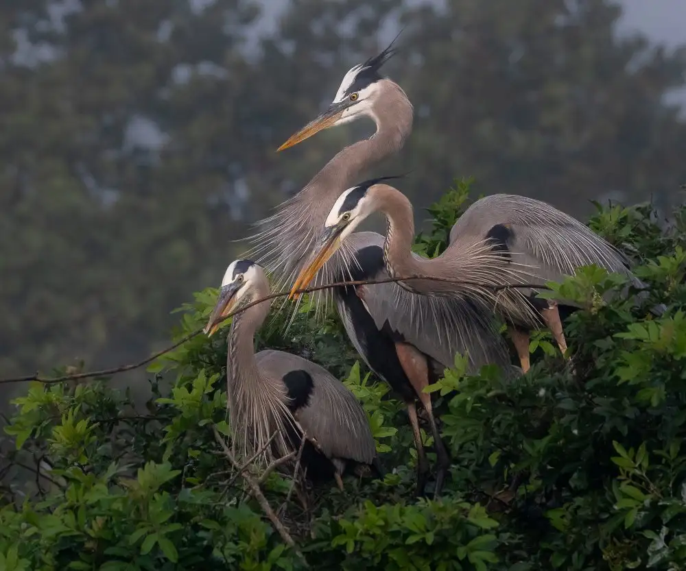 Tao, Liwen: BUILDING THE NEST TOGETHER