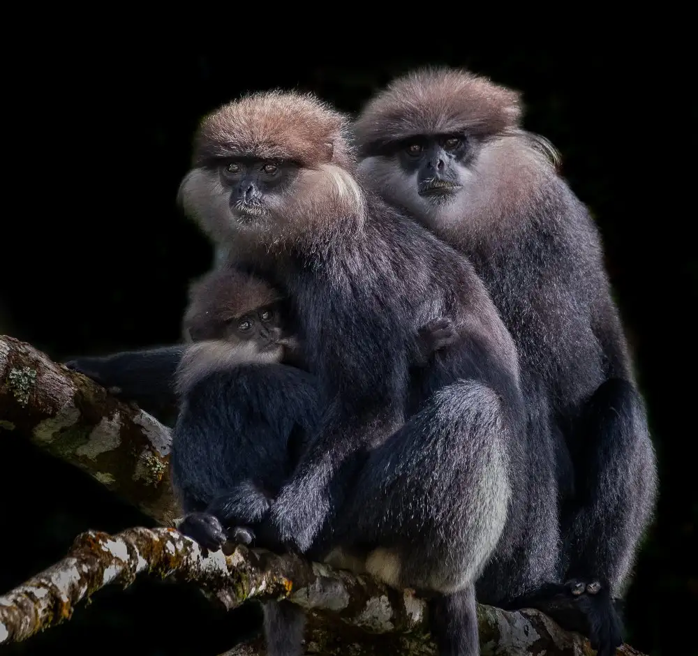 Tao, Liwen: A Family of Black faced Monkey