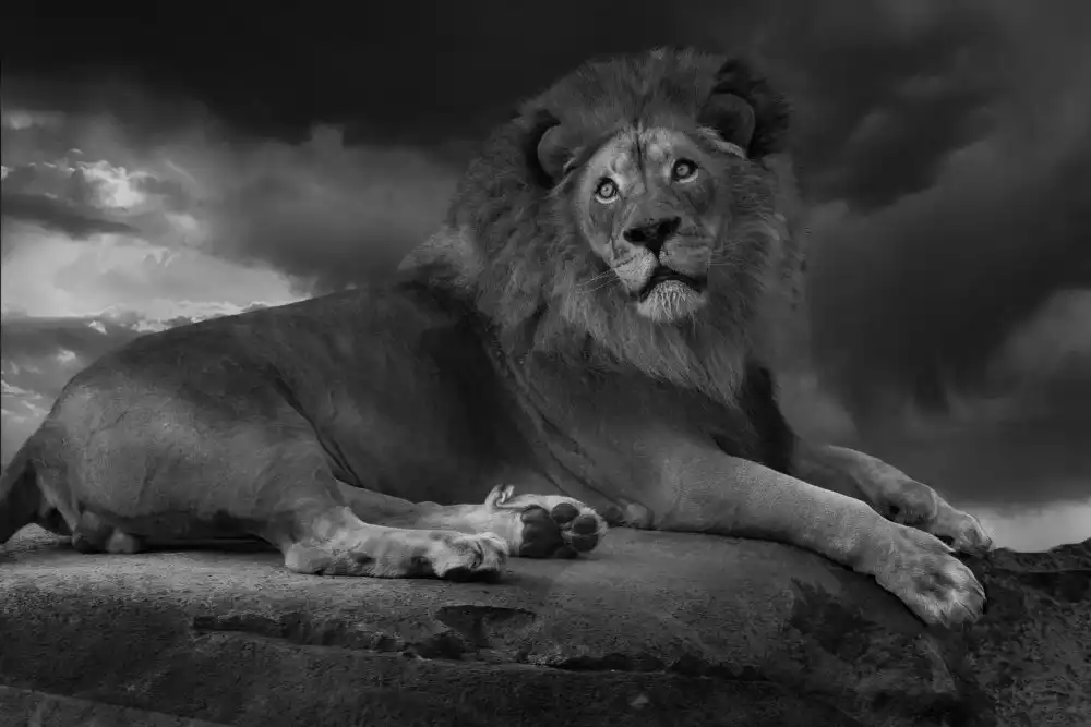 Wisniowska, Krystina: The Lion King