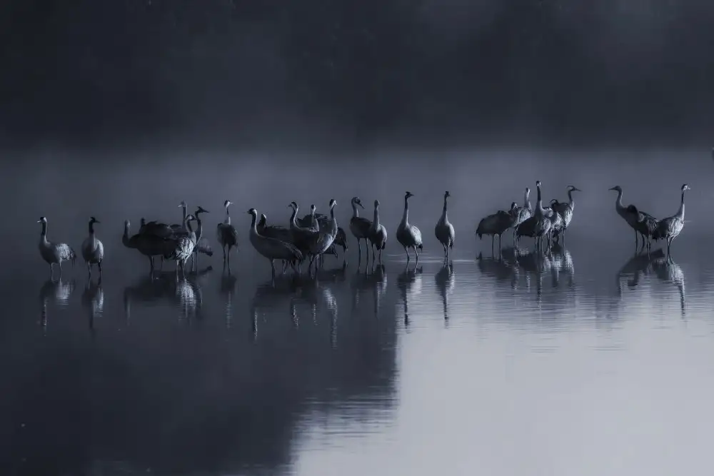 Manusevich, David: Silence du matin