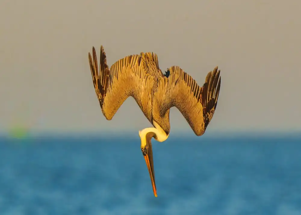 Liu, X. Bill: Diving...