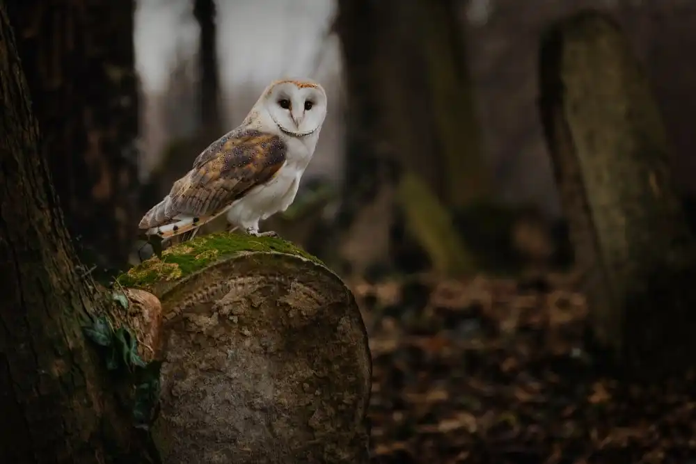 Firešová, Michaela: From old cemetery