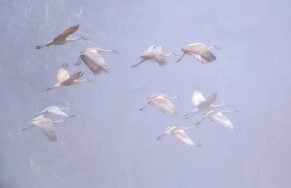 W, Deming: Sandhill crane in foggy morning