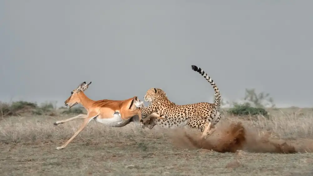 LI, MIN: Cheetah está atrapando un Thomson