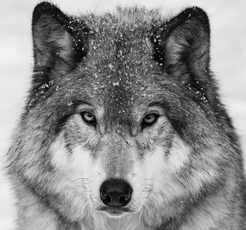 Costina, Mircea: Wolf Portrait