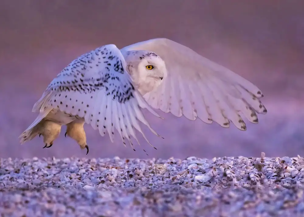 Gu, Zeren: The Snow Owl in Flight