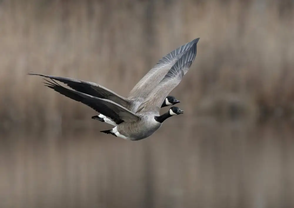 Wallberg, Allan: Husa kanadská (Branta canadensis)