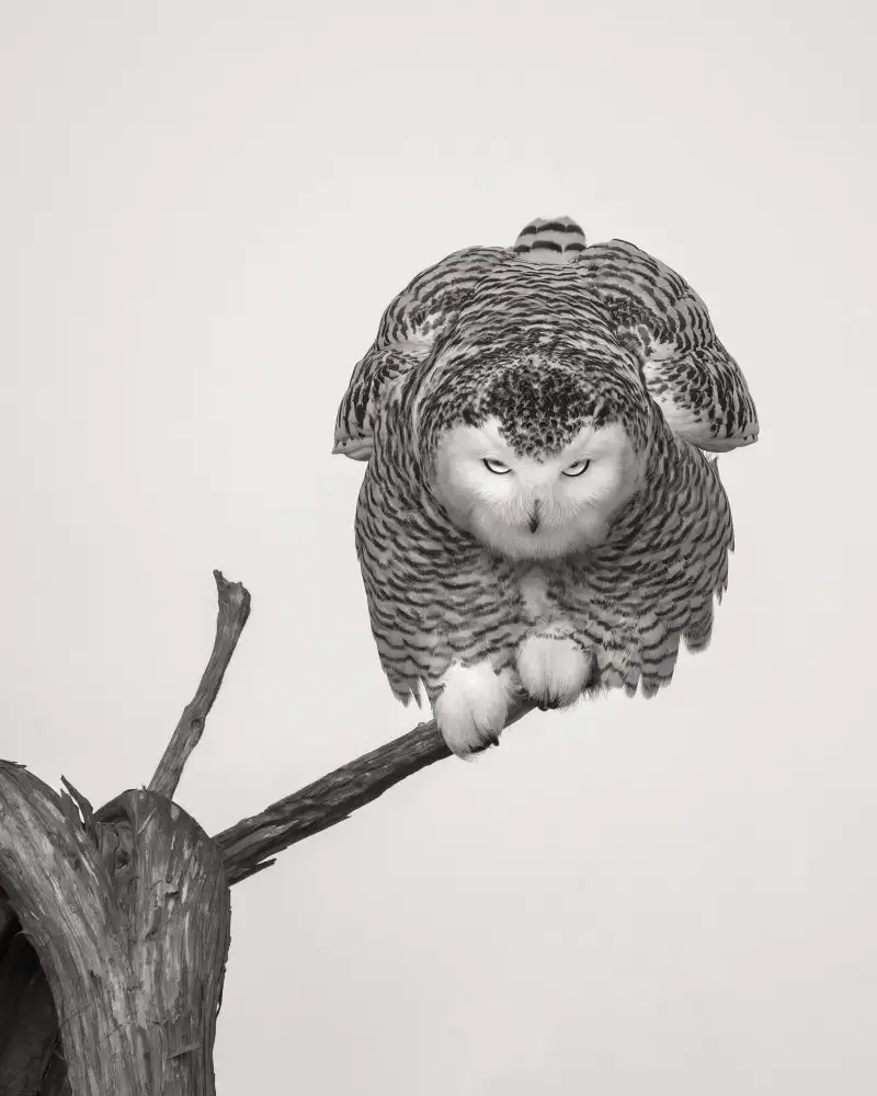 Wang, Ti: pose inusual