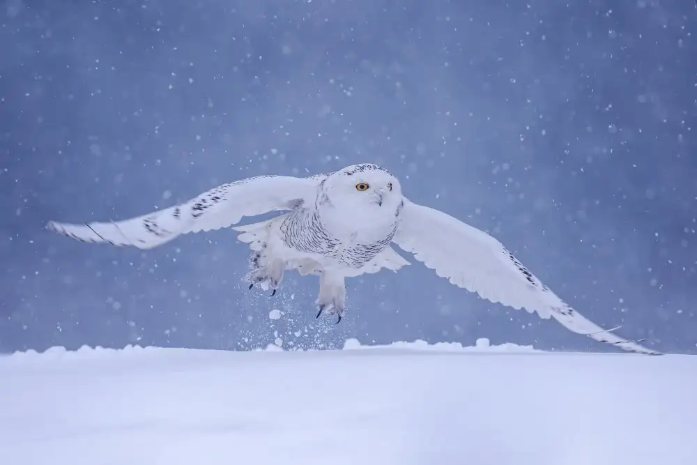 Wang, Max: Flying in the snow
