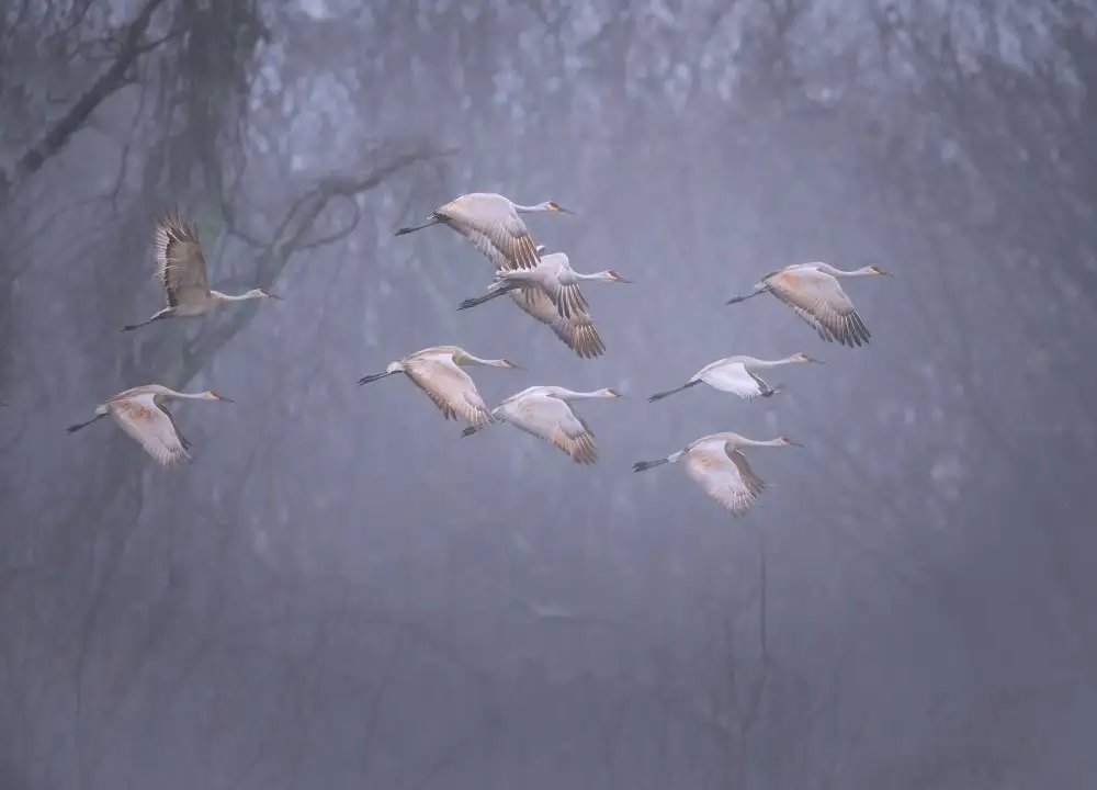 W, Deming: Sandhill cranes in foggy morning