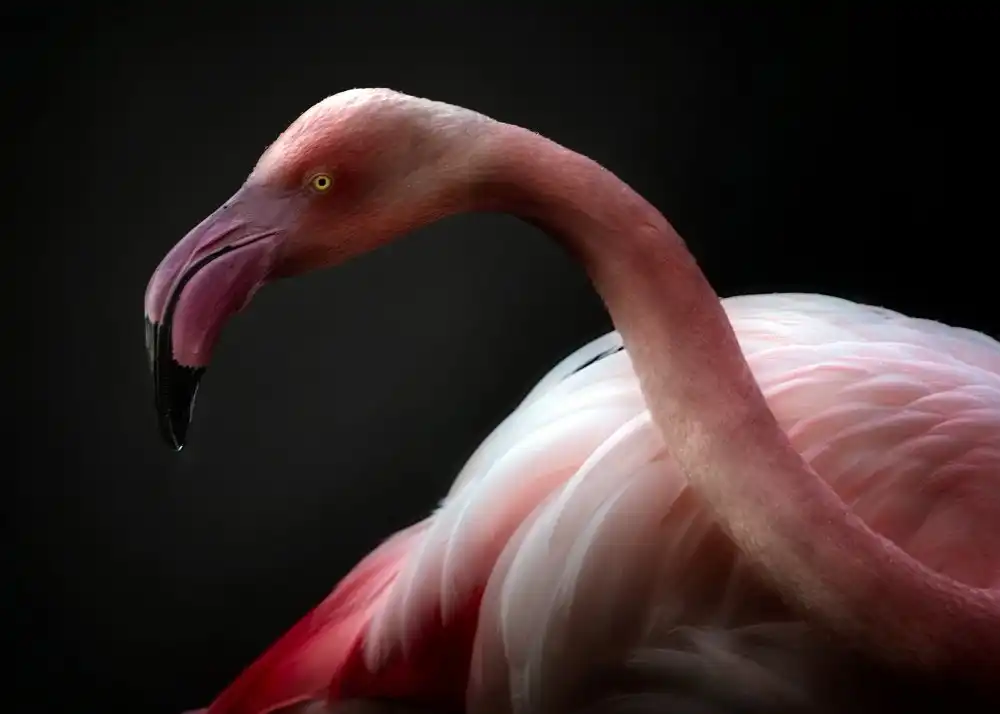 Buye, Pascual Santiago: Flamingo portrait