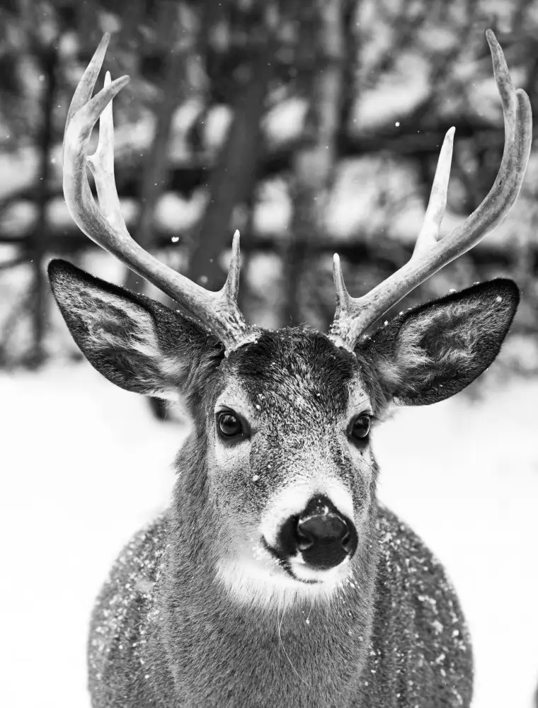 Costina, Mircea: Winter Deer