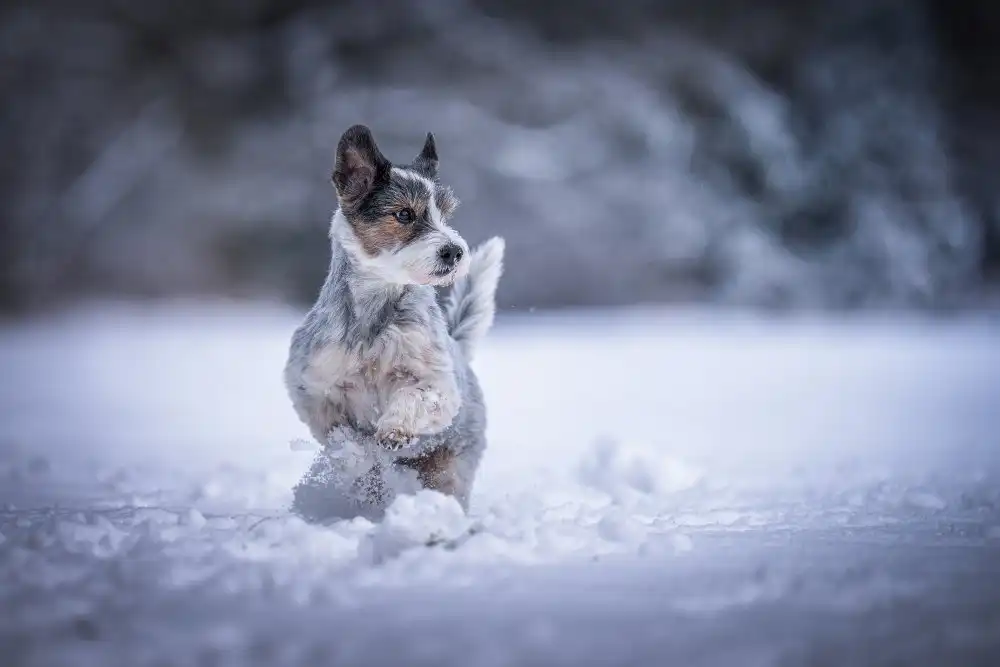 Heggemann, Christiane: il mio piccolo cane