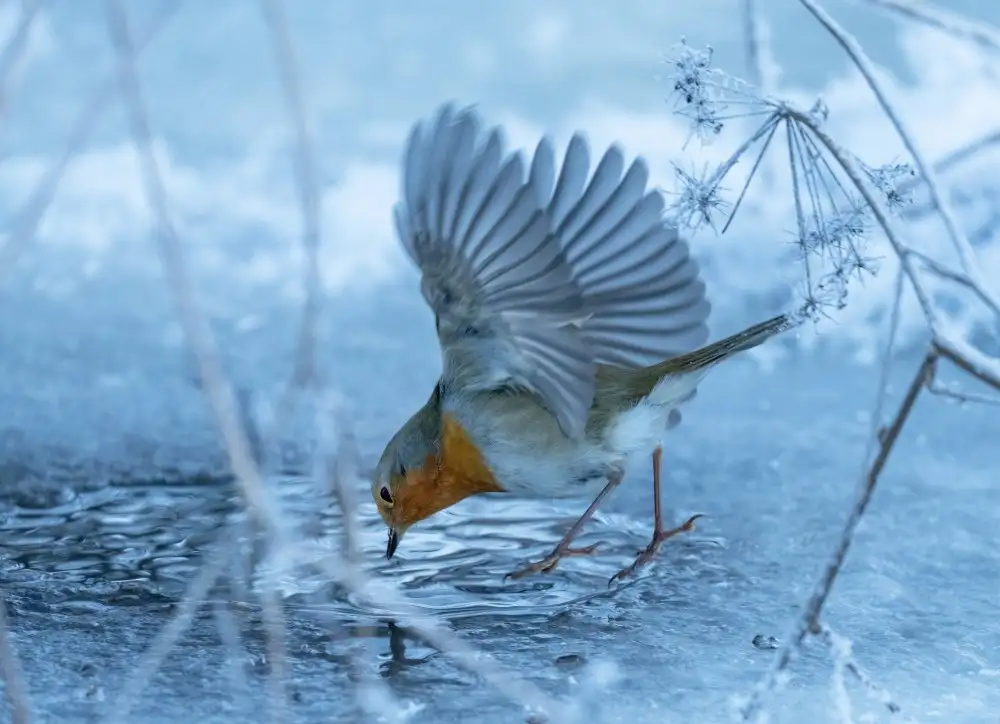 Wallberg, Allan: Červenka obecná (Erithacus rubecula).