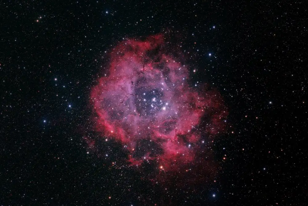 Zhao, Henry: Nebulosa Roseta