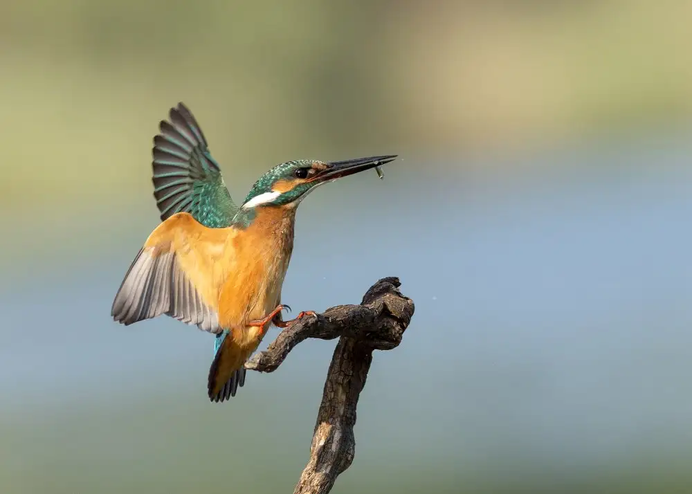 Amer, Eyal: Common kingfisher